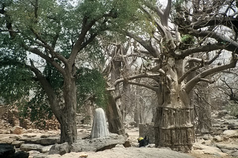 http://www.transafrika.org/media/Bilder Mali/dogon baobab.jpg